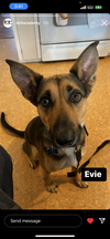 Evie - Photo 16