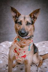 Evie - Photo 20