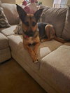 Evie - Photo 22