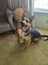 Evie - Photo 23