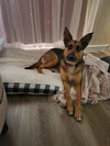 Evie - Photo 24