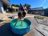 Evie - Photo 14