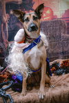 Evie - Photo 12