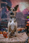 Evie - Photo 13