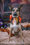Evie - Photo 10