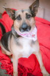 Evie - Photo 9