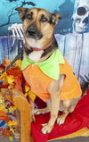 Evie - Photo 7