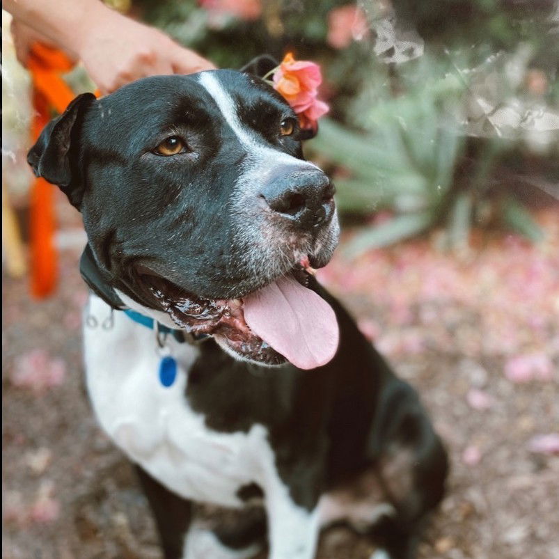 adoptable Dog in Long Beach, CA named Gordo