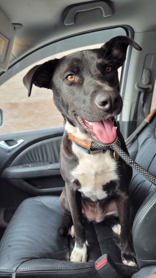KIA LIA - German Shepherd Dog / Boxer available for adoption