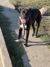 Kia Lia - Photo 21