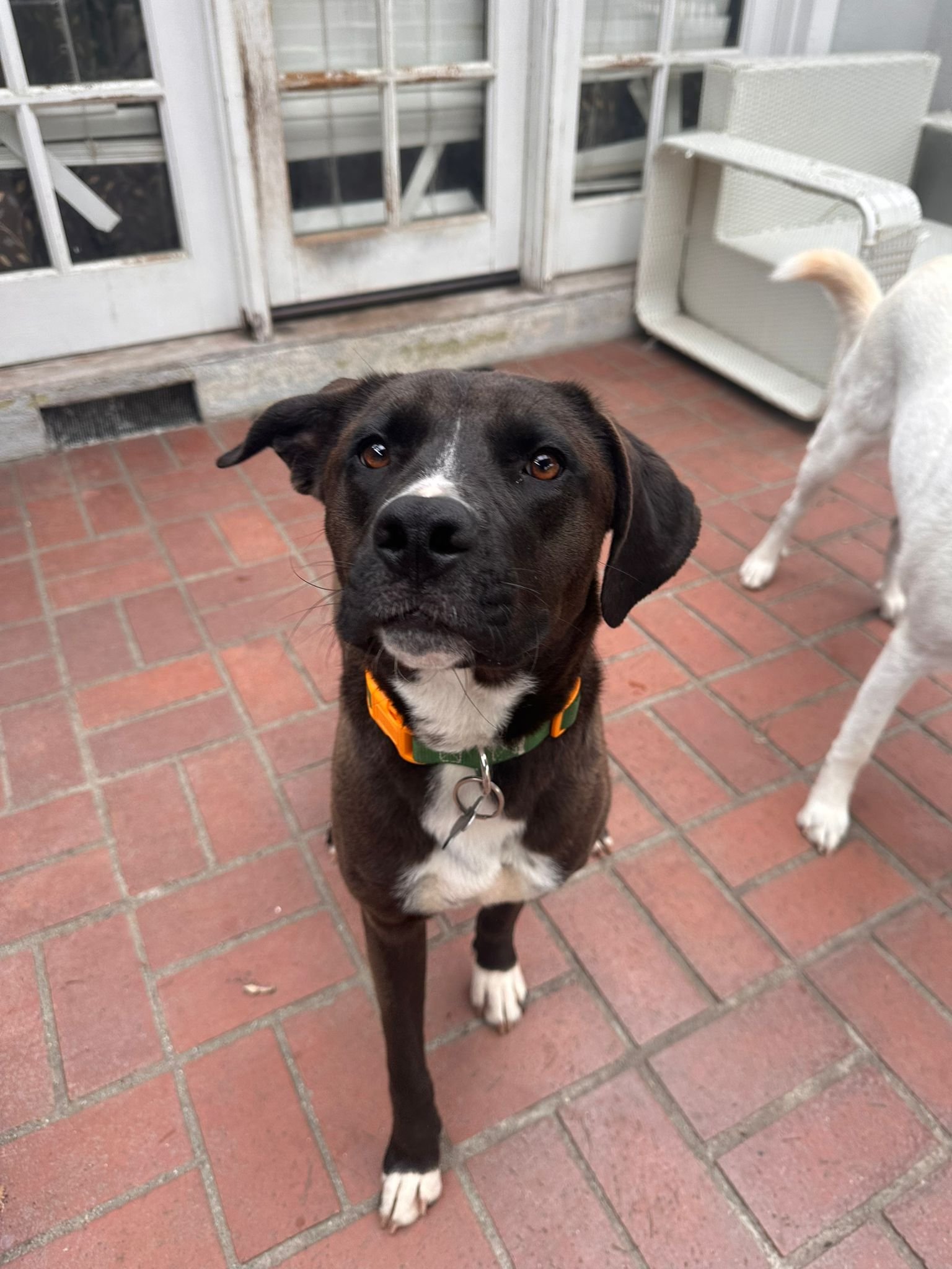 adoptable Dog in Inglewood, CA named Kia Lia