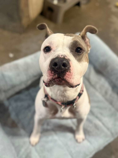 Nova L., an adoptable American Pit Bull Terrier in Inglewood, CA