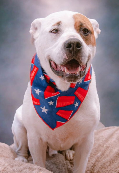 SPORTY SPOTS - American Bulldog / Saint Bernard available for adoption