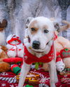 adoptable Dog in inglewood, CA named Morgan