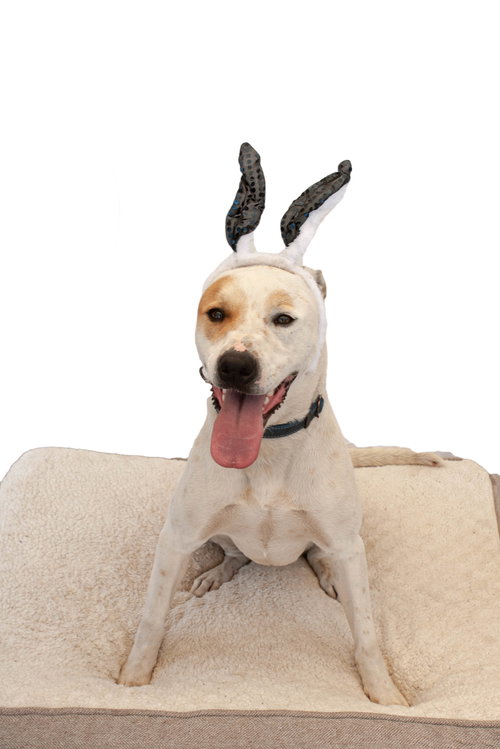 MORGAN - Pit Bull Terrier / Siberian Husky available for adoption