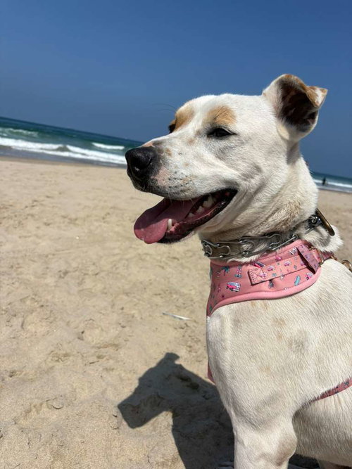 MORGAN - Pit Bull Terrier / Siberian Husky available for adoption
