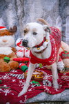 Morgan - Photo 13