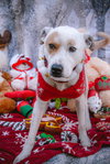 Morgan - Photo 15