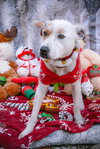 Morgan - Photo 14