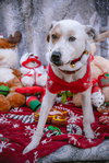 Morgan - Photo 16