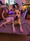 Morgan - Photo 12