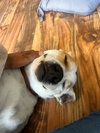 Morgan - Photo 10