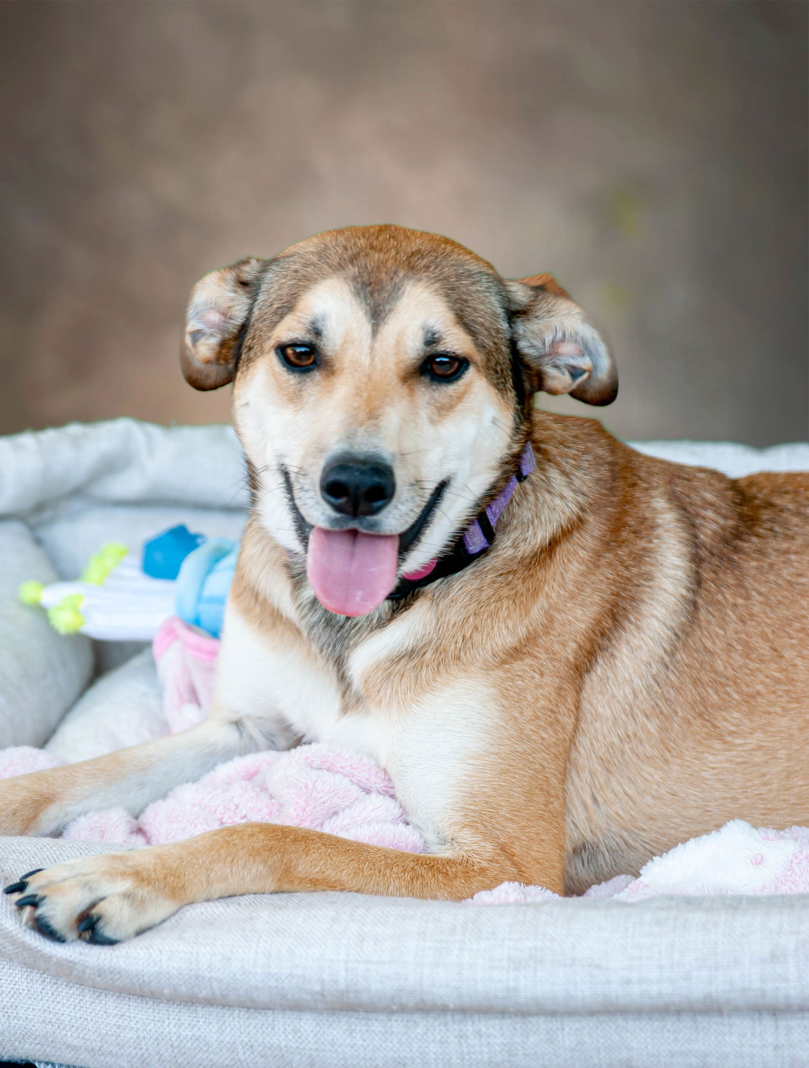 adoptable Dog in Inglewood, CA named Blaine