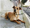 adoptable Dog in inglewood, CA named Gretel