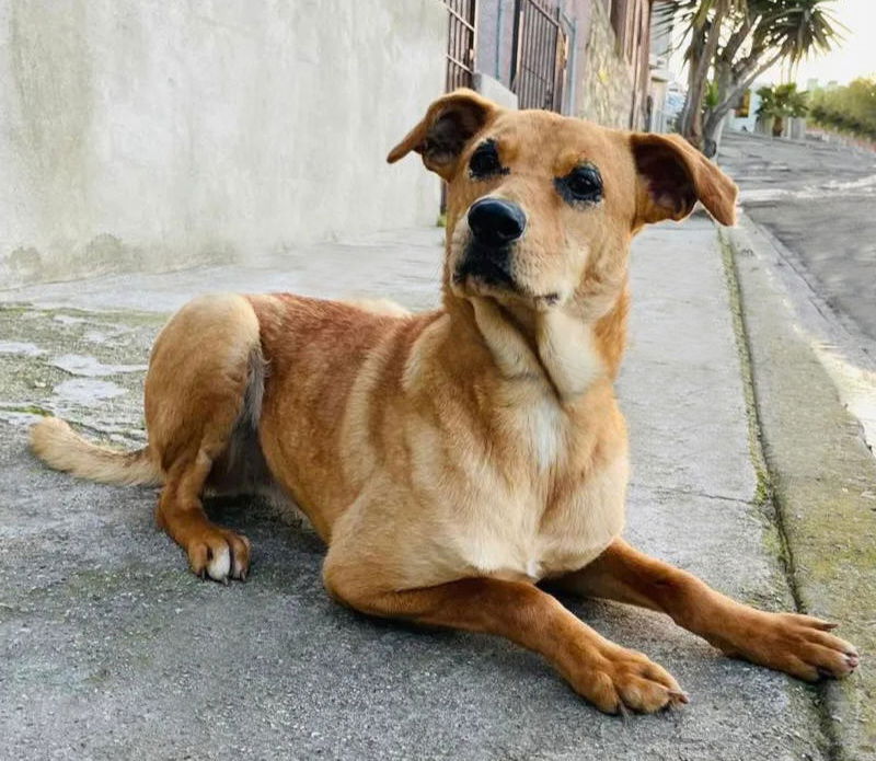 adoptable Dog in Inglewood, CA named Gretel