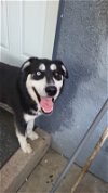 adoptable Dog in inglewood, CA named Rufus
