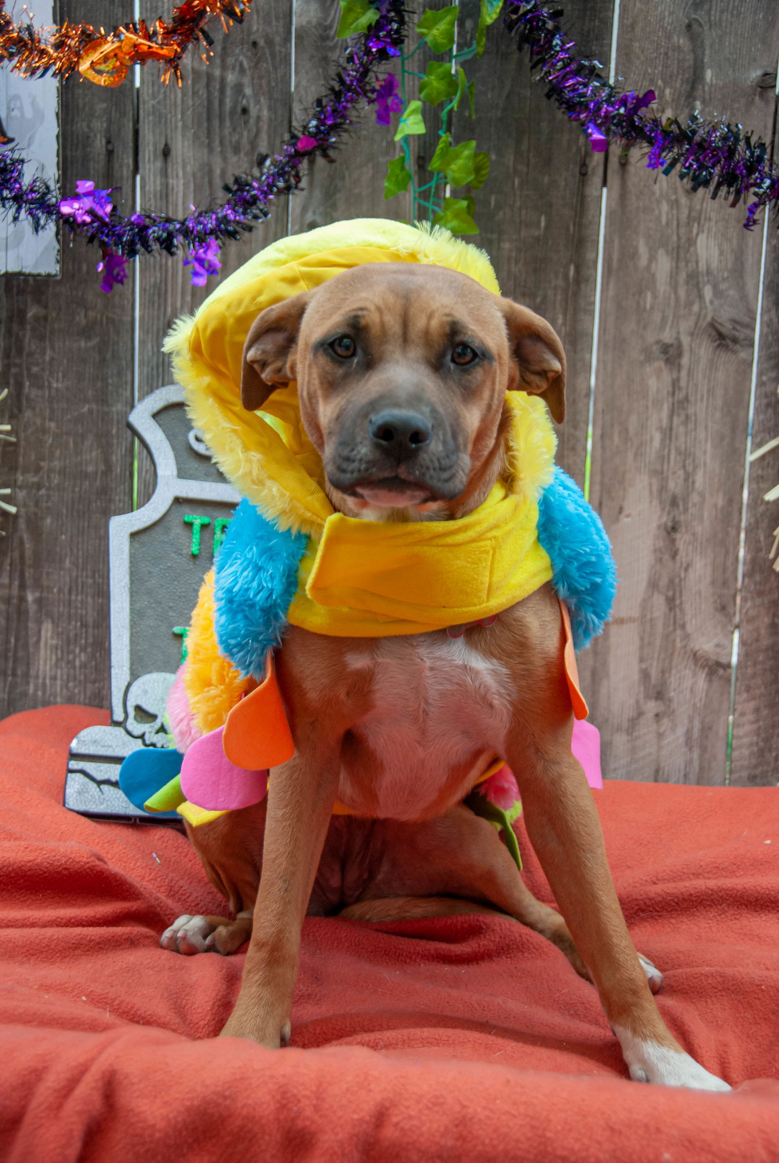 adoptable Dog in Inglewood, CA named Carleta