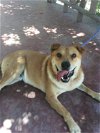 adoptable Dog in inglewood, CA named Huchi