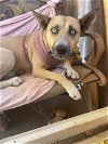 adoptable Dog in inglewood, CA named Wera