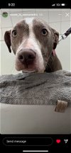 adoptable Dog in inglewood, CA named Yasmin