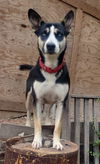 adoptable Dog in  named Maggie Waggie