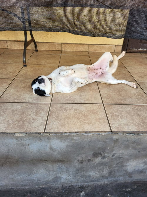 Harley B photo 6