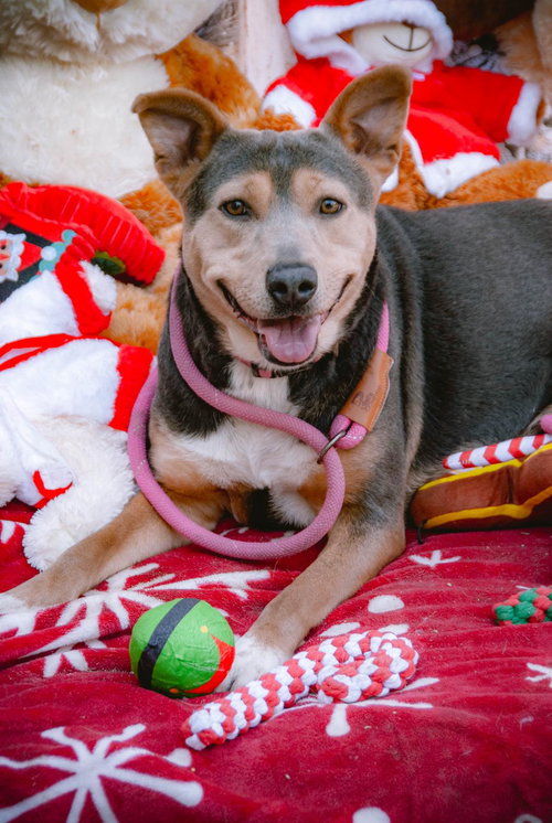 SOL - Australian Kelpie / Shepherd available for adoption