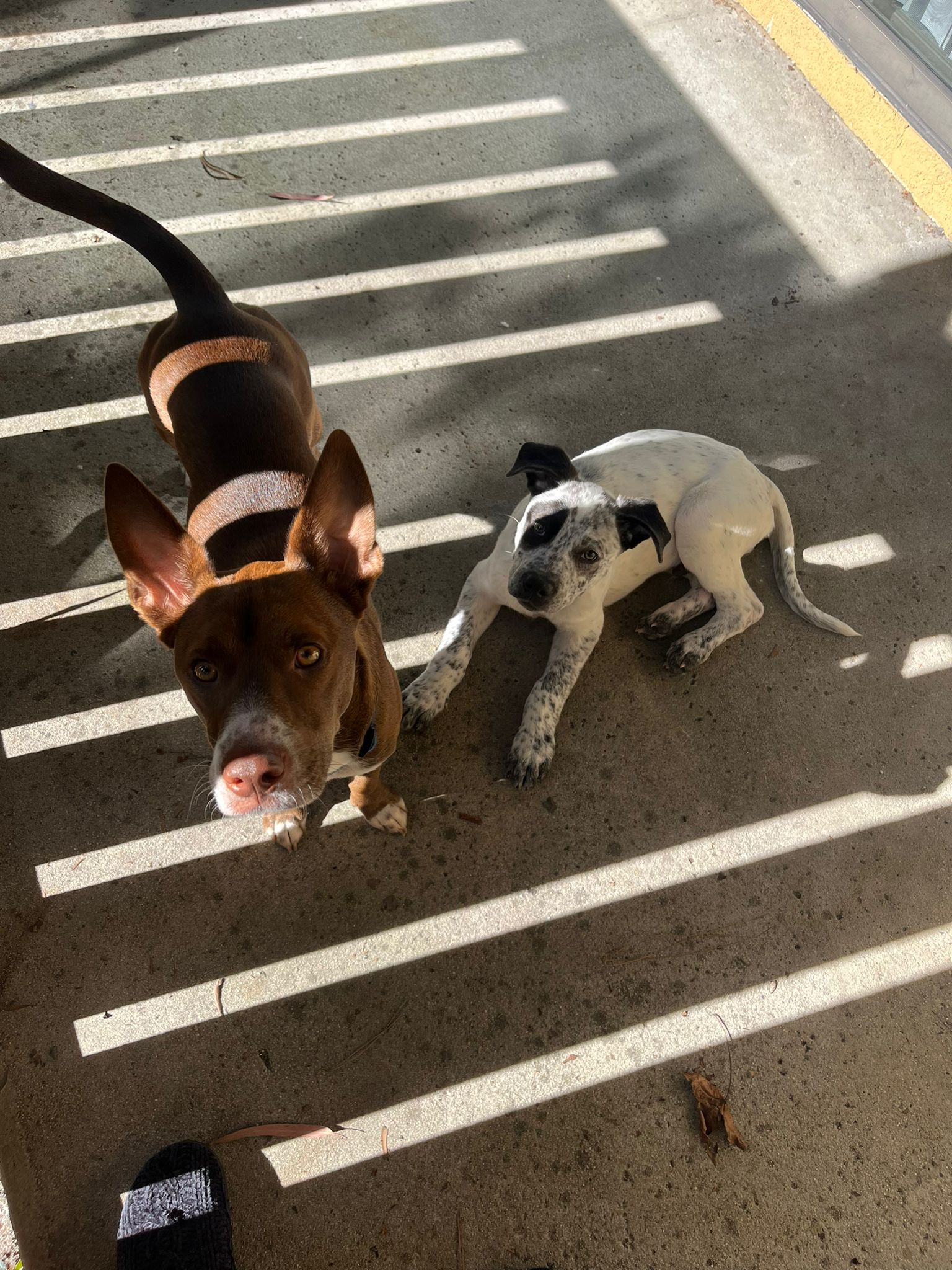 Dog for Adoption Moomoo, a Cattle Dog in Orange County, CA Alpha Paw