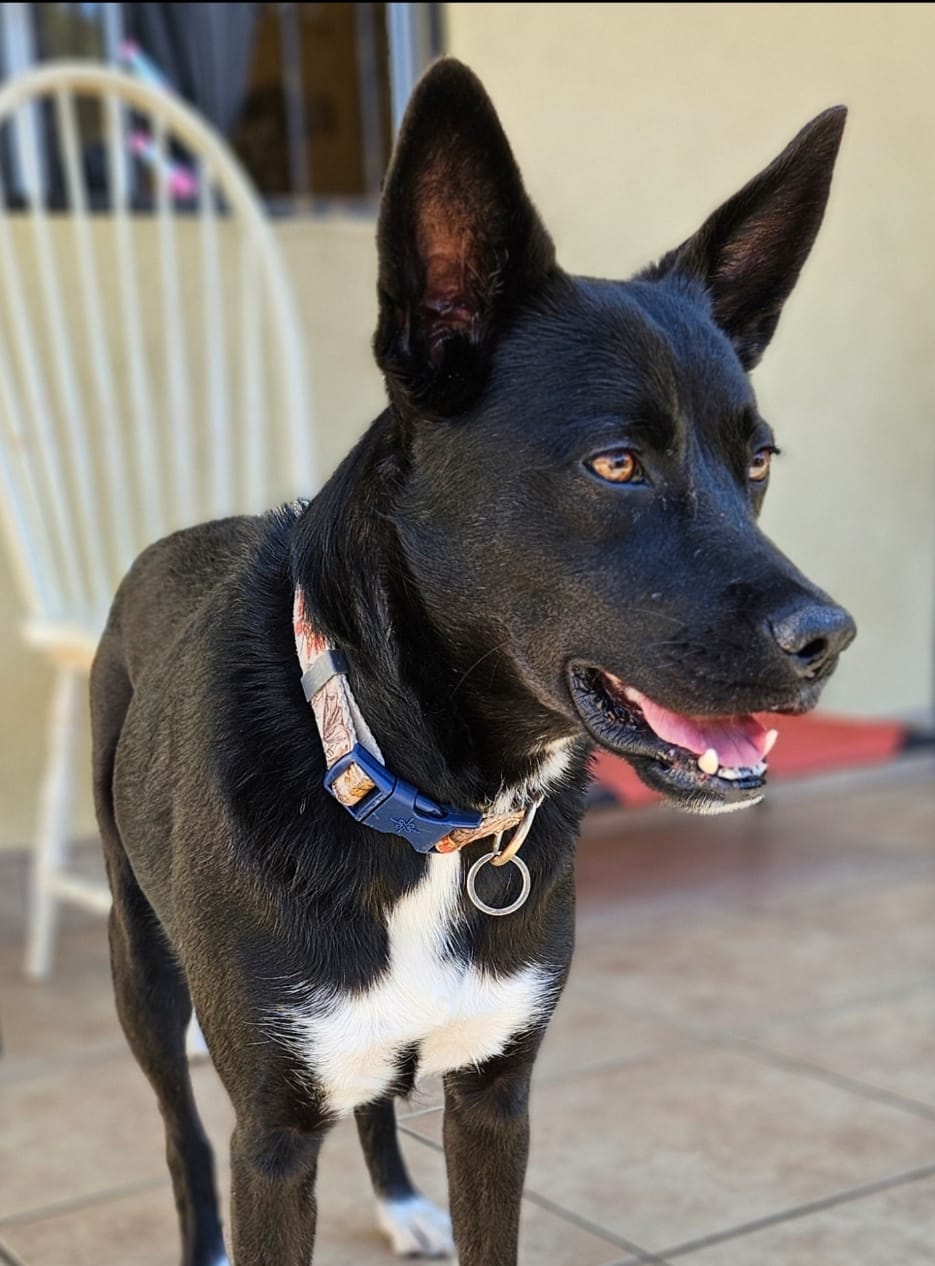 adoptable Dog in Inglewood, CA named Opal