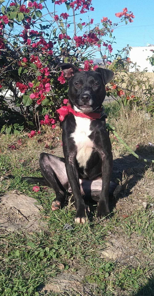 KATIE - Pit Bull Terrier / Patterdale Terrier (Fell Terrier) available for adoption