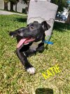 adoptable Dog in  named Katie