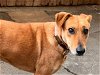 adoptable Dog in inglewood, CA named Wendolyn