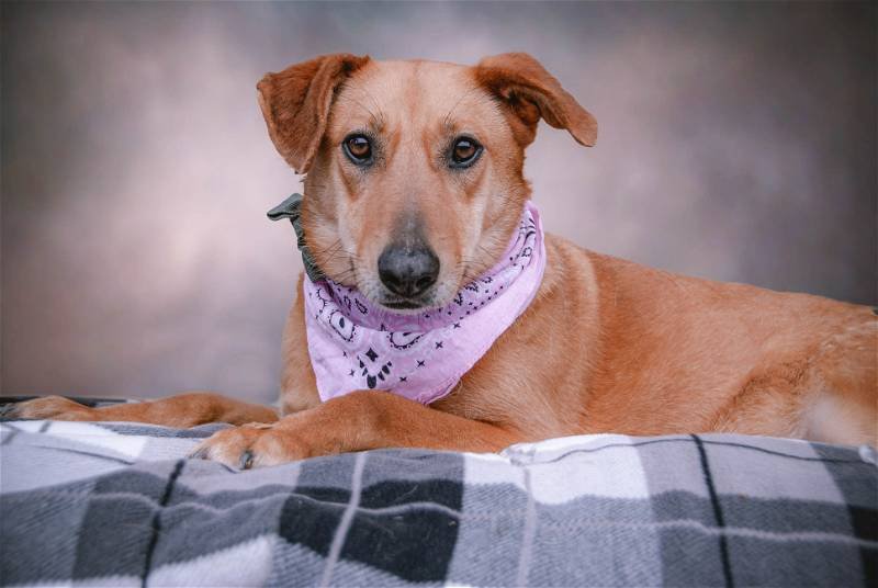 adoptable Dog in Inglewood, CA named Wendolyn