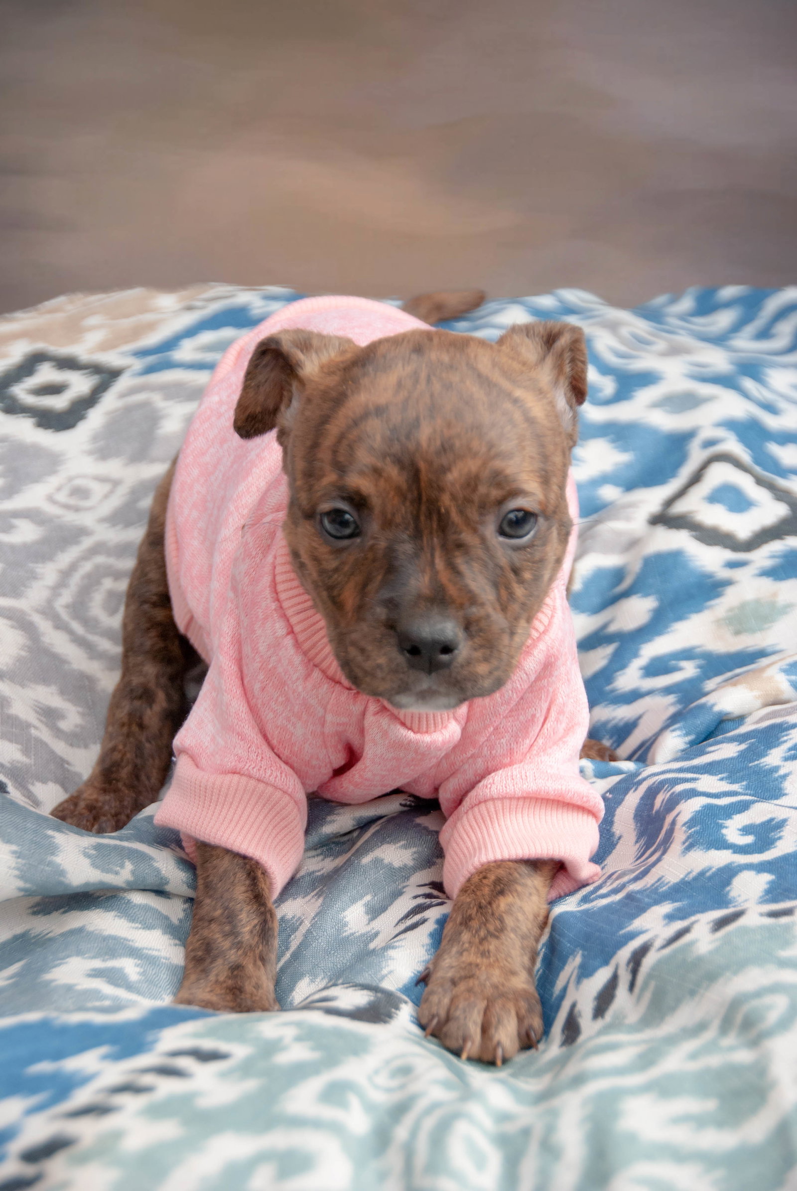 Dog for Adoption Ellie, a Terrier in Beverly Hills, CA Alpha Paw