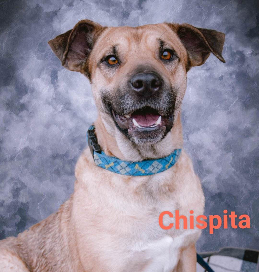 adoptable Dog in Inglewood, CA named Chispita