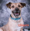 adoptable Dog in  named Chispita