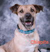 adoptable Dog in  named Chispita