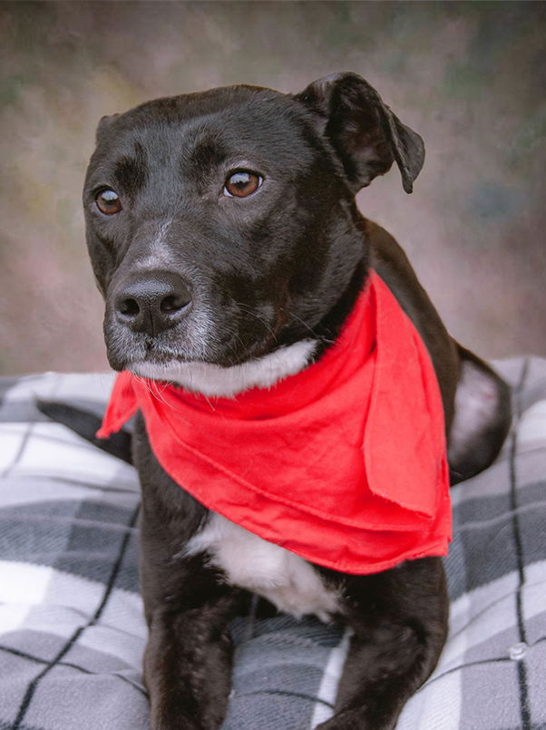 adoptable Dog in Inglewood, CA named Wendy