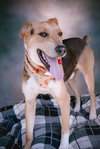 Gonzo - Photo 17