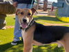 Gonzo - Photo 9